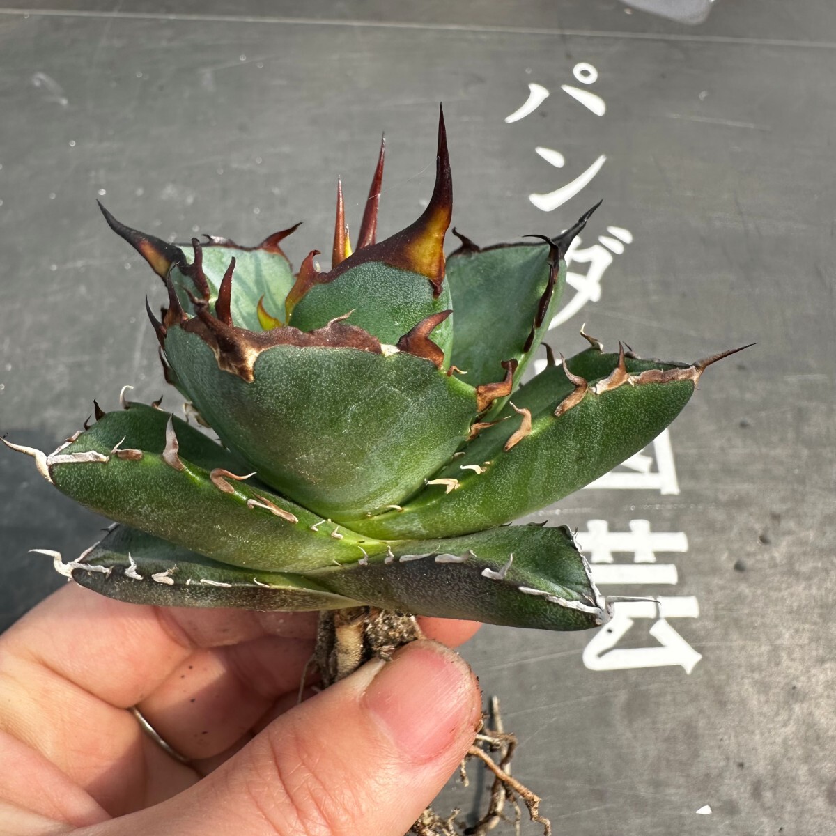 C2 【パンダ園芸】アガベ チタノタ HADES ハデス 恐竜牙歯 Agave titanota Hades 発根済み の画像7