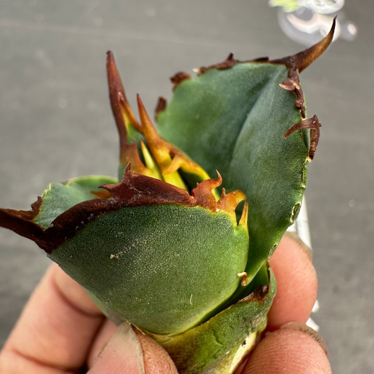 C47【パンダ園芸】アガベ チタノタ OWL 海豹 agave titanota 寛葉厳龍 LBP 胴切り天芽子株 極上子株の画像3