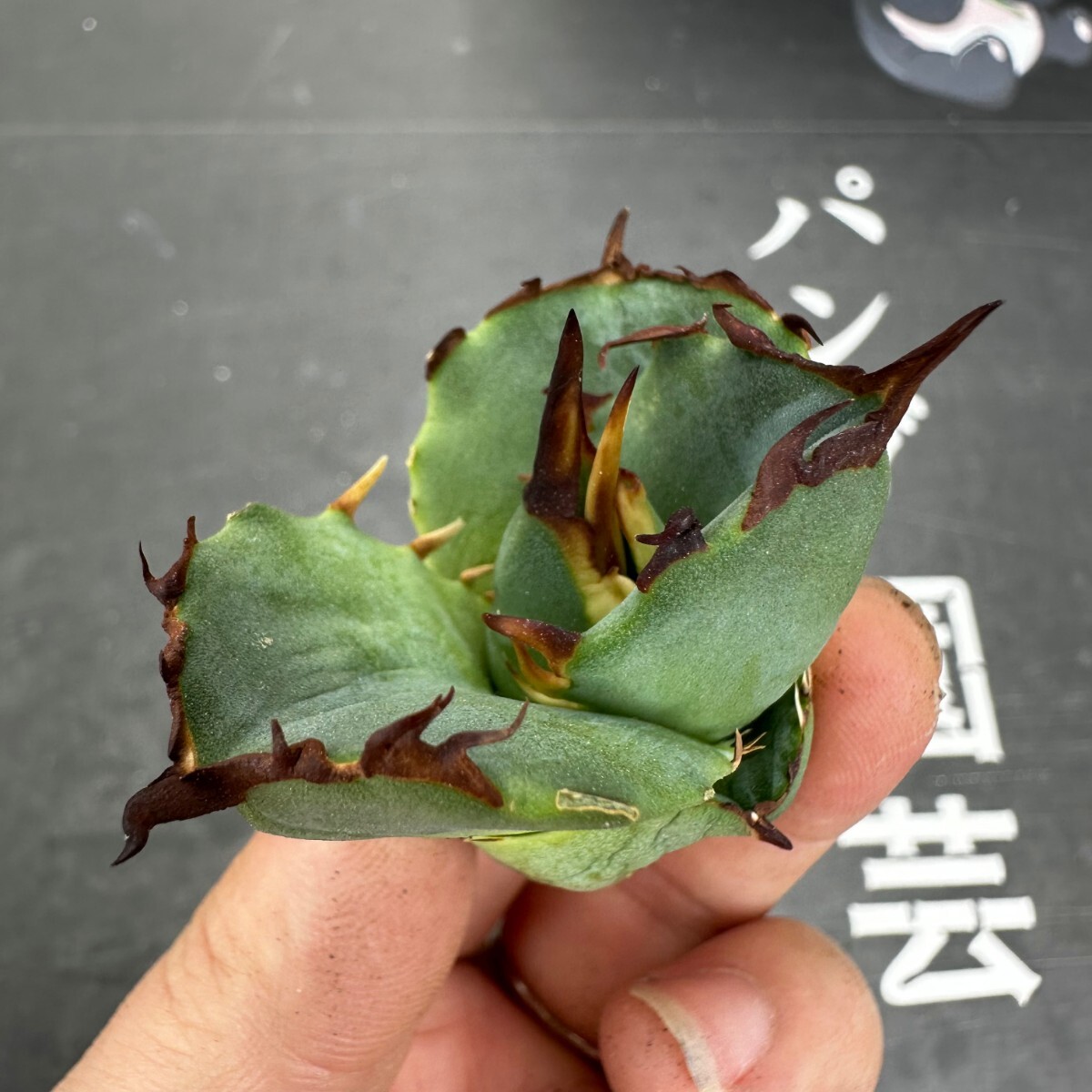 D31【パンダ園芸】アガベ チタノタ OWL 海豹 agave titanota 寛葉厳龍 LBP 胴切り天芽子株 極上子株の画像6