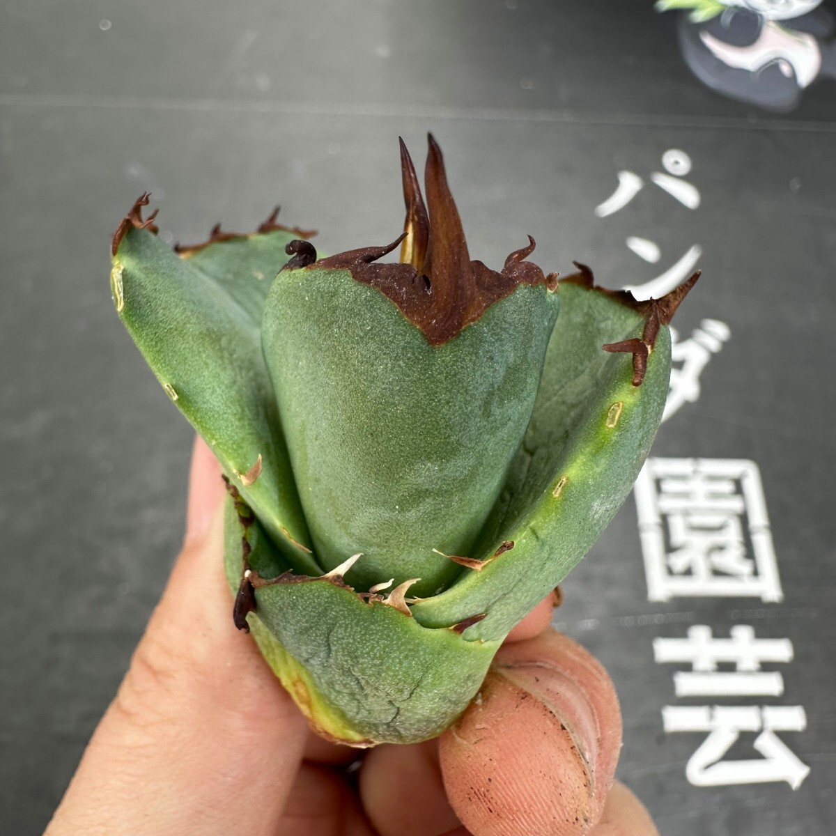 D31【パンダ園芸】アガベ チタノタ OWL 海豹 agave titanota 寛葉厳龍 LBP 胴切り天芽子株 極上子株の画像7