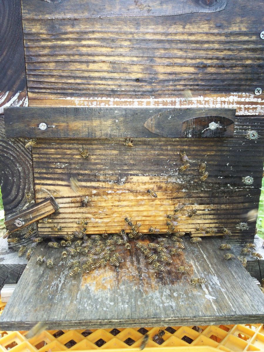 カラー写真説明書付き！ 日本蜜蜂誘引液500ml ミツバチ 巣箱 蜜蜂 分蜂 蜜蝋 ルアー 捕獲  誘引剤　金稜辺　キンリョウヘン