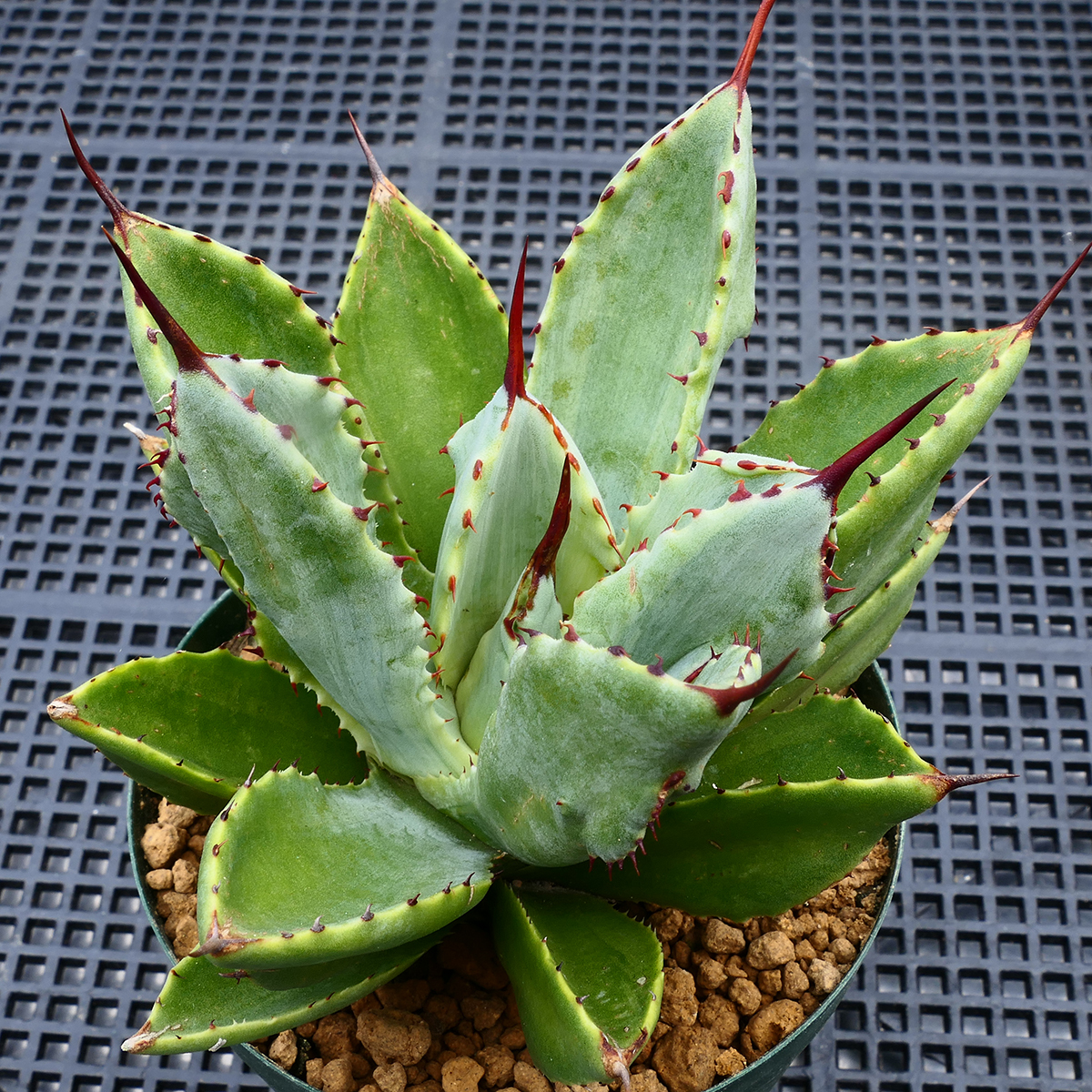 アガベ キュービック 錦 覆輪 SZ11 珍品 希少種 びっくりモンスター Agave potatorum 'Cubic' f.variegata_画像6