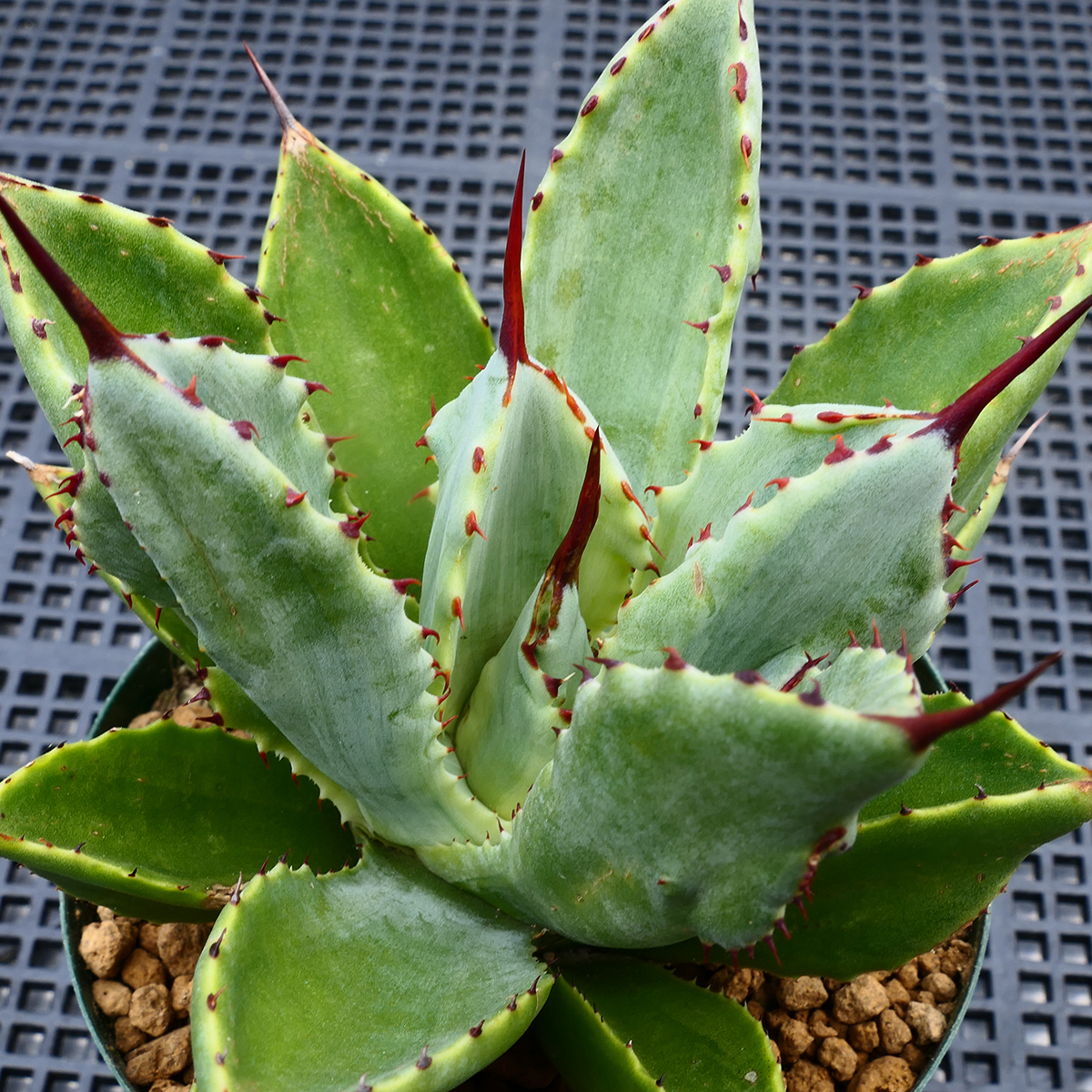 アガベ キュービック 錦 覆輪 SZ11 珍品 希少種 びっくりモンスター Agave potatorum 'Cubic' f.variegata_画像7