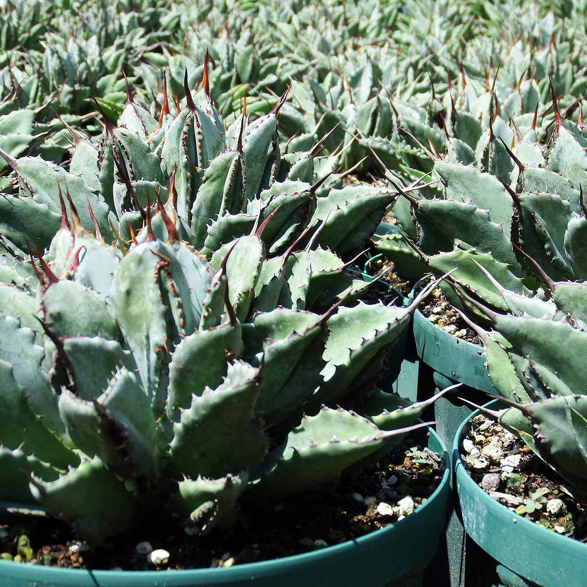 アガベ キュービック 錦 覆輪 SZ11 珍品 希少種 びっくりモンスター Agave potatorum 'Cubic' f.variegata_画像10