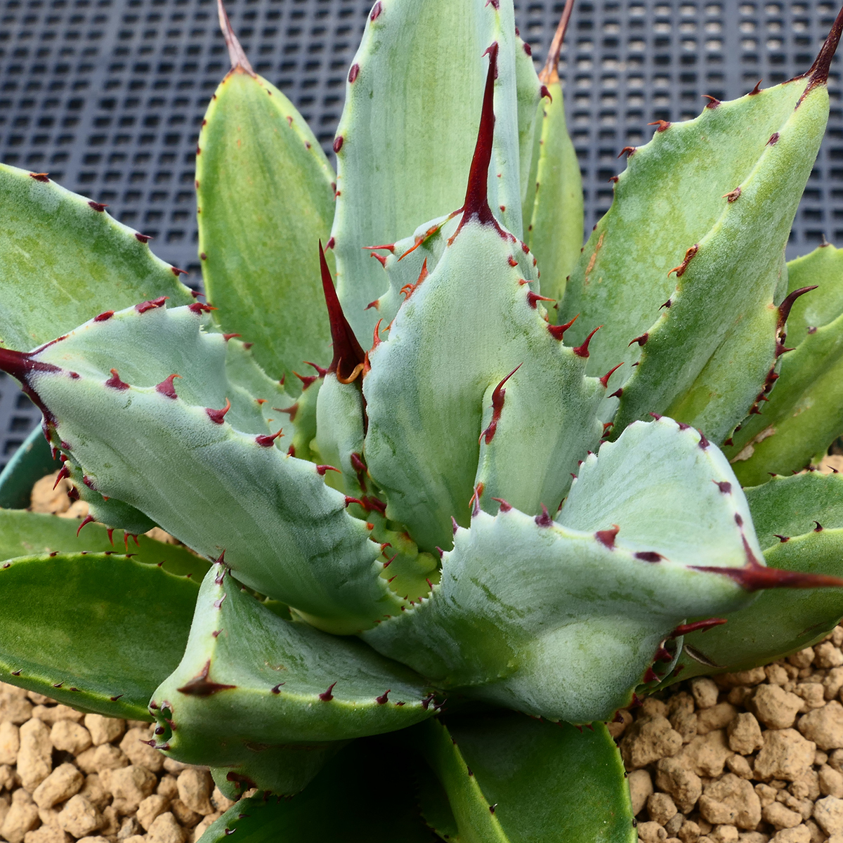 アガベ キュービック 錦 中斑 SZ17 珍品 希少種 びっくりモンスター Agave potatorum 'Cubic' f.variegata_画像8