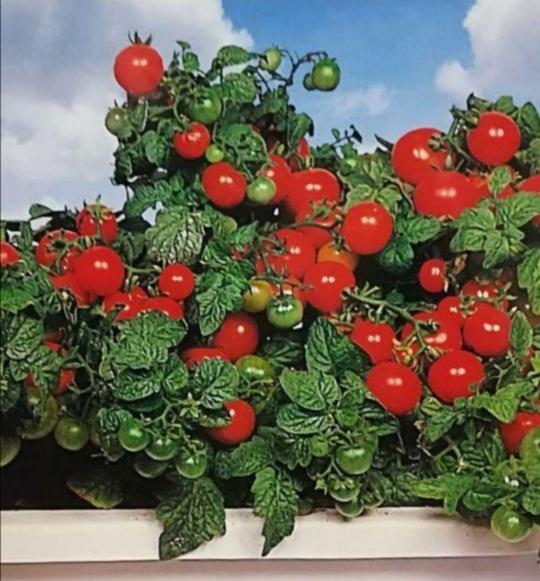 ユニーク野菜 そのまんまミニトマト 種(タネ)30粒の画像1