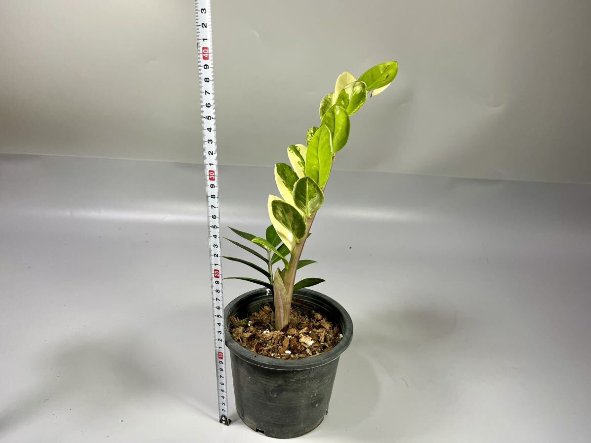 「06」ザミオクルカス ザミーフォリア 斑入りZZ plant Variegated (Zamioculcas Zamiifolia) 観葉植物_画像5