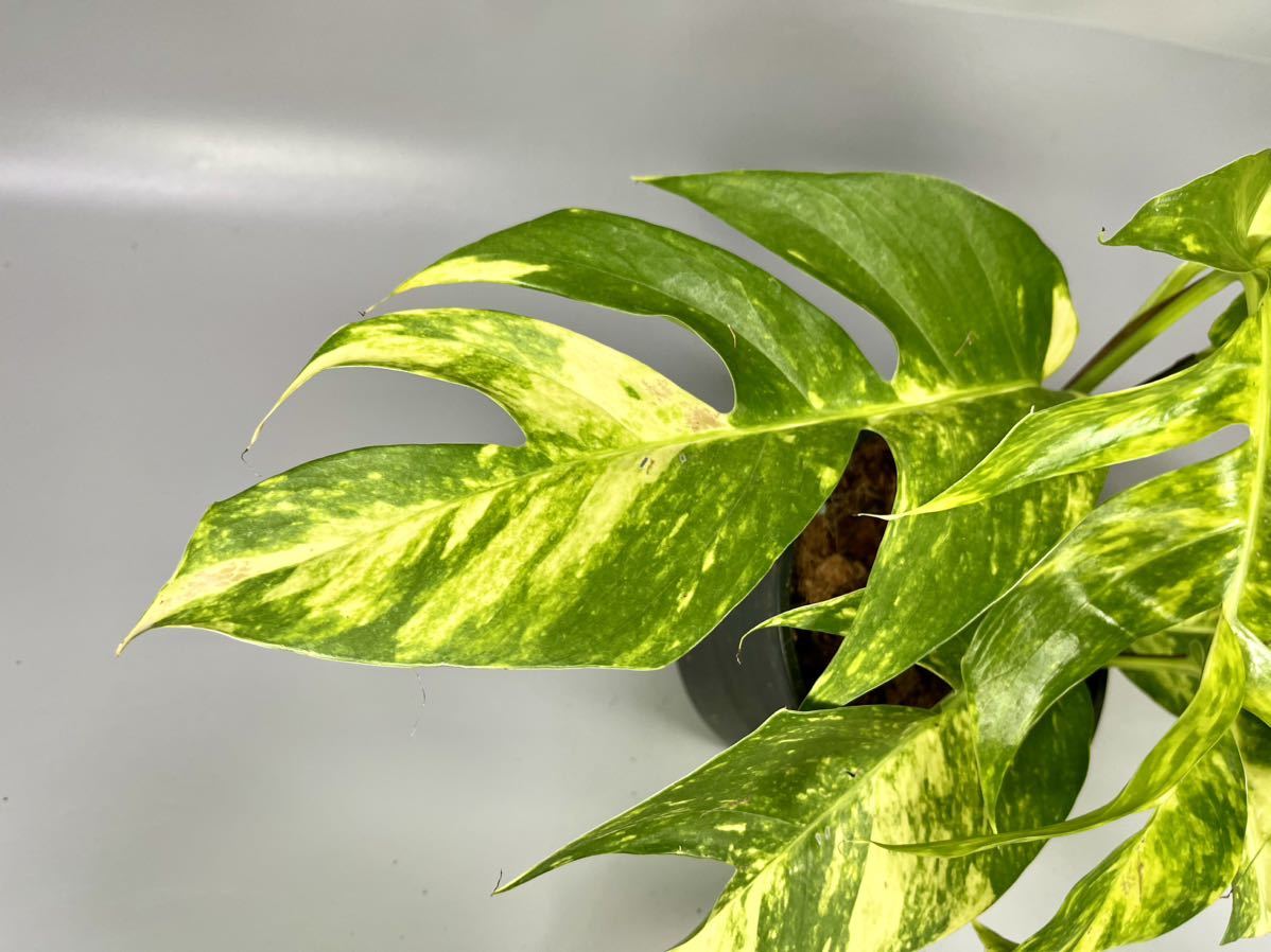 「28」エピプレムナムピナツム ゴールデンフレイム　斑入り　Epipremnum Golden Flame Variegated_画像3