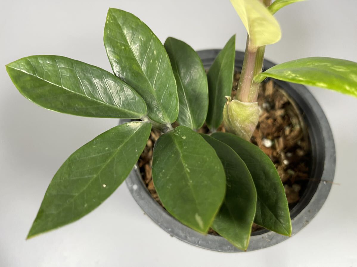 「06」ザミオクルカス ザミーフォリア 斑入りZZ plant Variegated (Zamioculcas Zamiifolia) 観葉植物_画像4