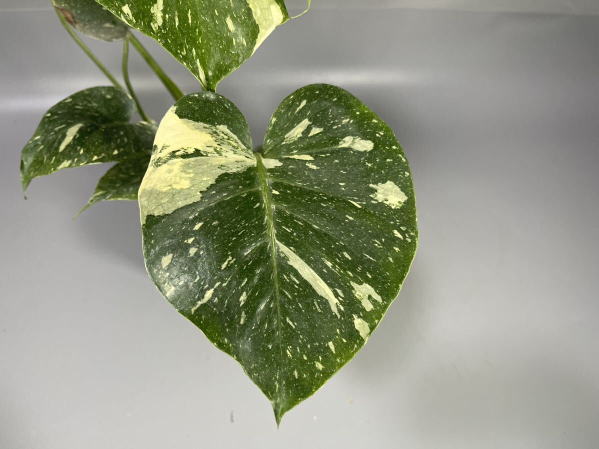 「26」MONSTERA Thai Constellation Variegata モンステラ デリシオーサ タイコンステレーション 斑入り イエロー モンスター_画像3