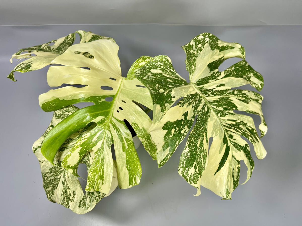 28」モンステラ デリシオーサ クリームブリュレ Monstera 28」モンステラ デリシオーサ クリームブリュレ Monstera