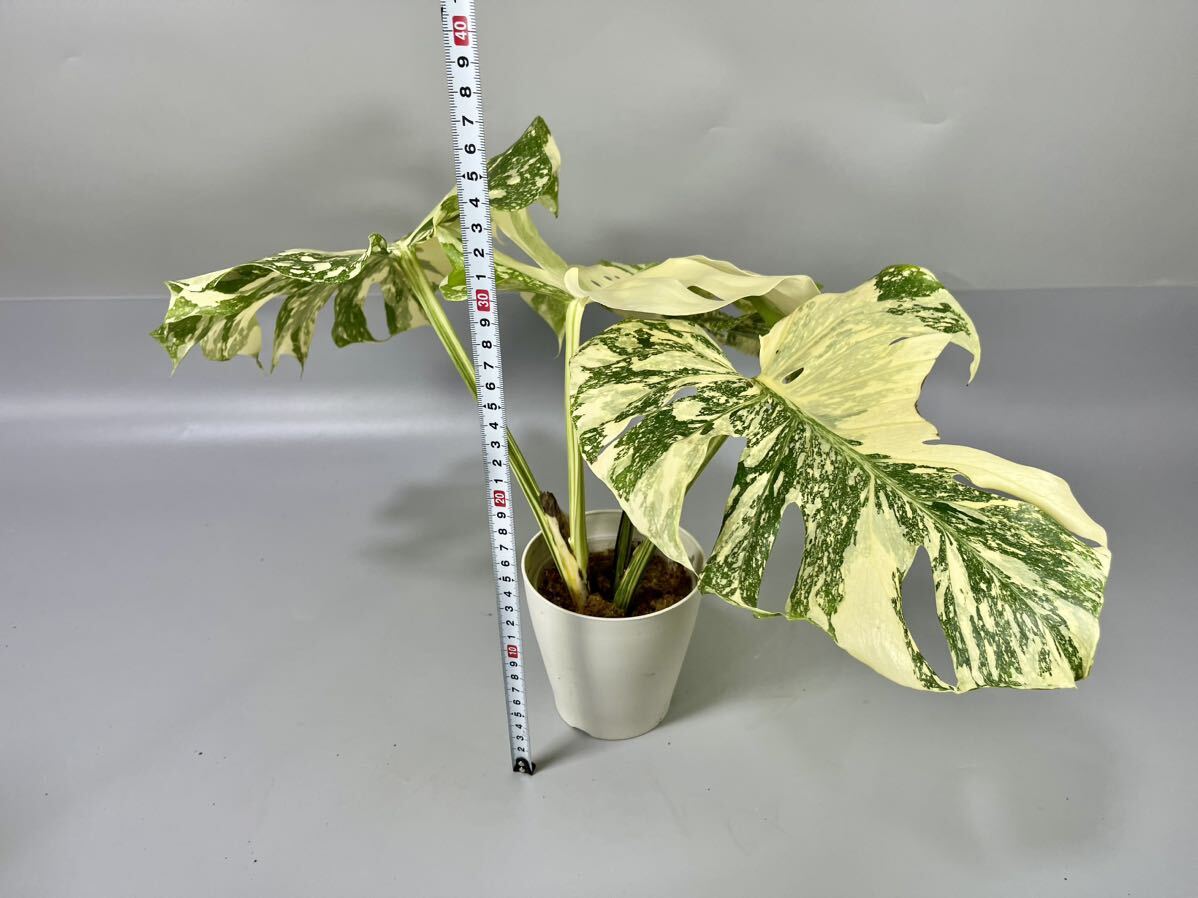 28」モンステラ デリシオーサ クリームブリュレ Monstera 28」モンステラ デリシオーサ クリームブリュレ Monstera