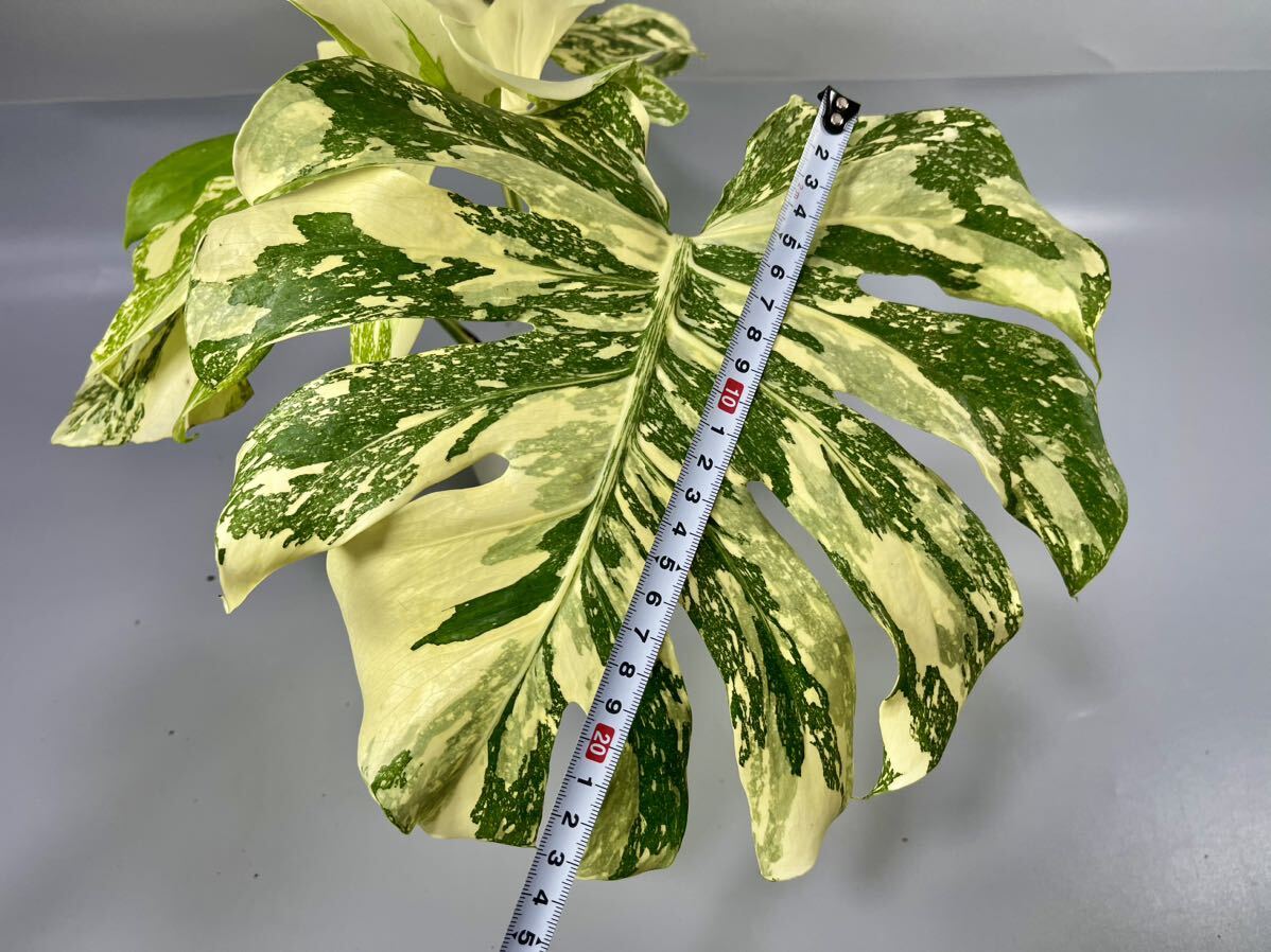 28」モンステラ デリシオーサ クリームブリュレ Monstera 28」モンステラ デリシオーサ クリームブリュレ Monstera