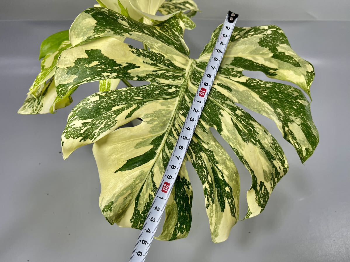 モンステラ デリシオーサ クリームブリュレ 観葉植物 モンステラ デリシオーサ クリームブリュレ 観葉植物