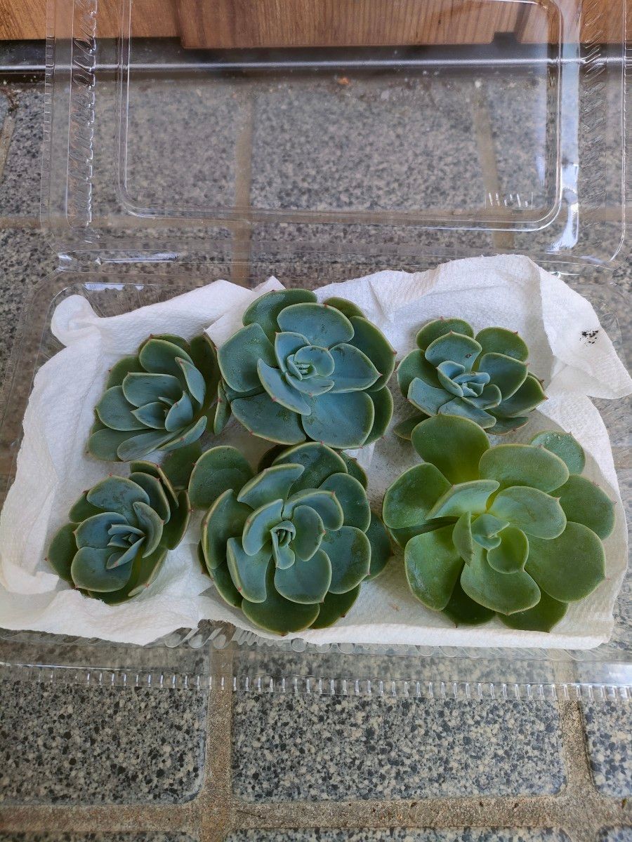 七福神　カット苗　6個入り　 多肉植物