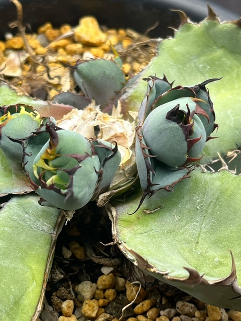 【AGAVE TITANOTA　ブラック＆ブルー５株＋α】鉢ごと発送_画像4