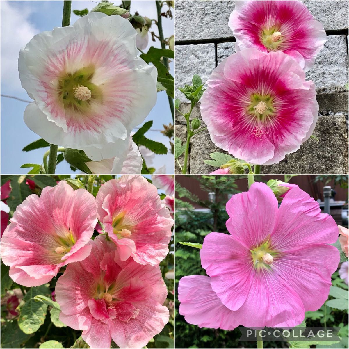 ホリホック タチアオイ 花の種