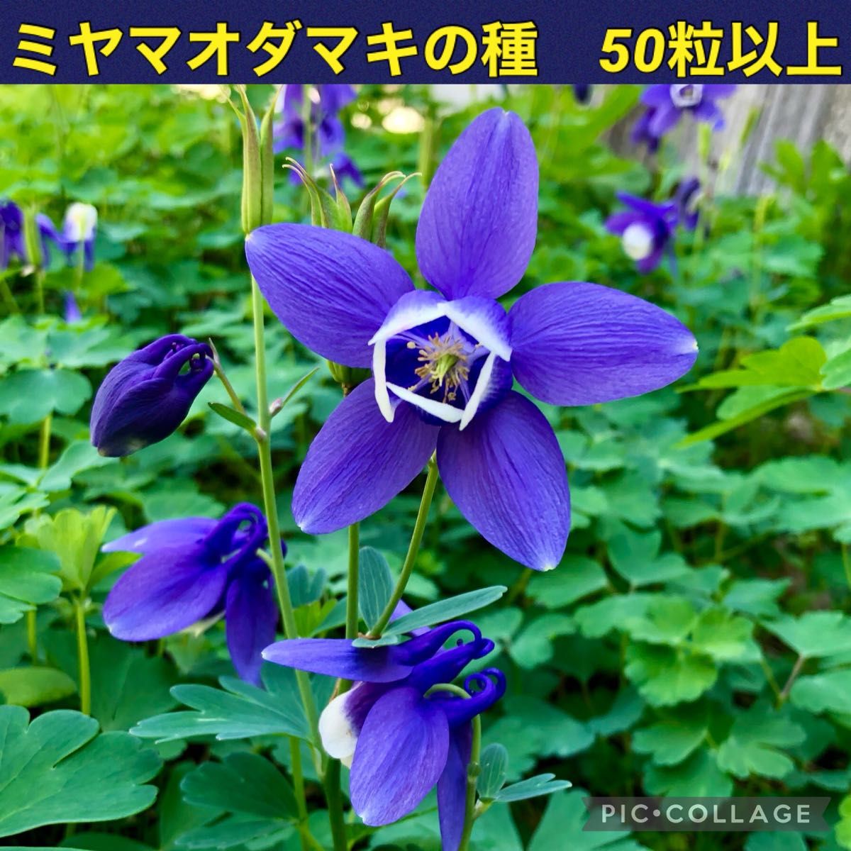 ミヤマオダマキ 花の種