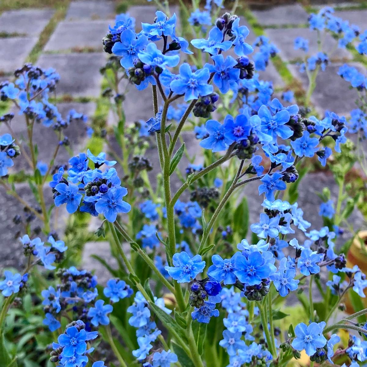 アンチューサタッセルブルー 花の種