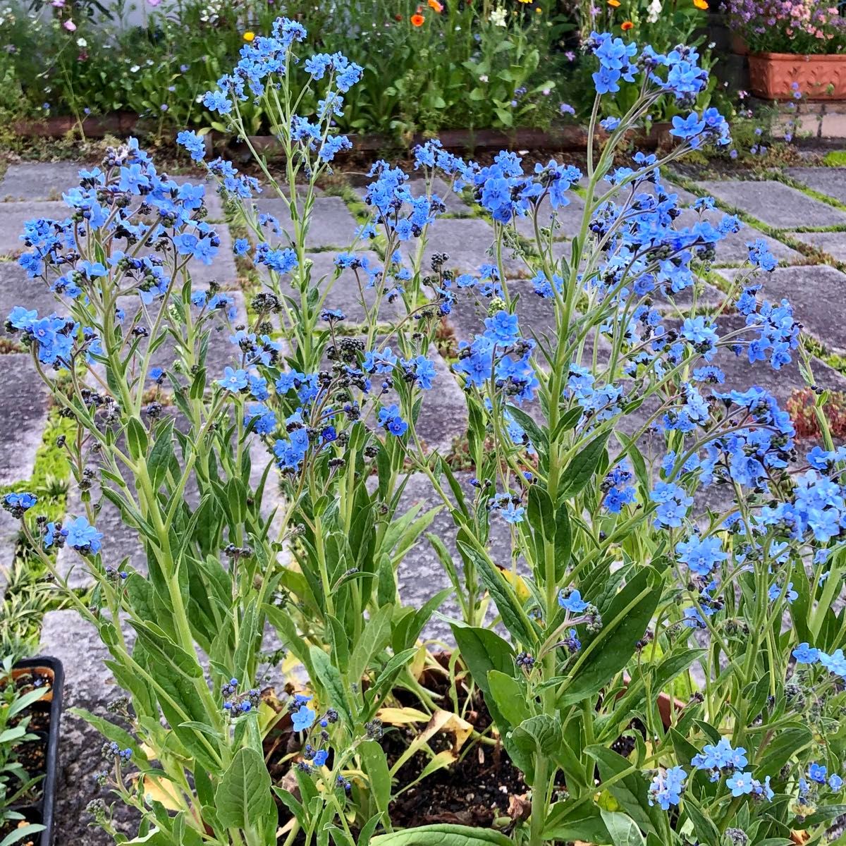 アンチューサタッセルブルー 花の種