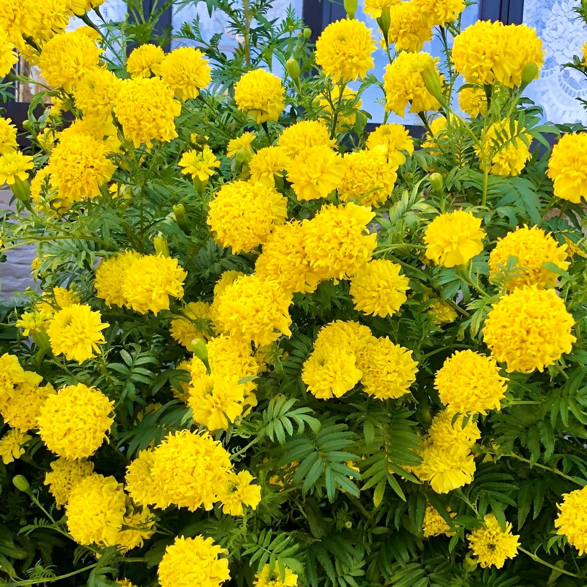アフリカンマリーゴールド黄 花の種