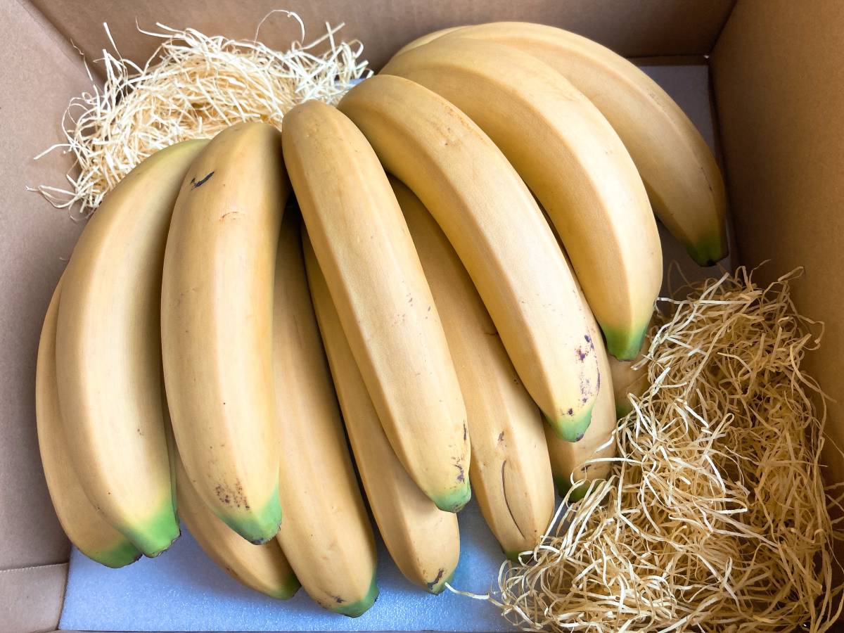 バナナ苗　グロスミッシェル種　中幹バナナ　株分苗_画像3