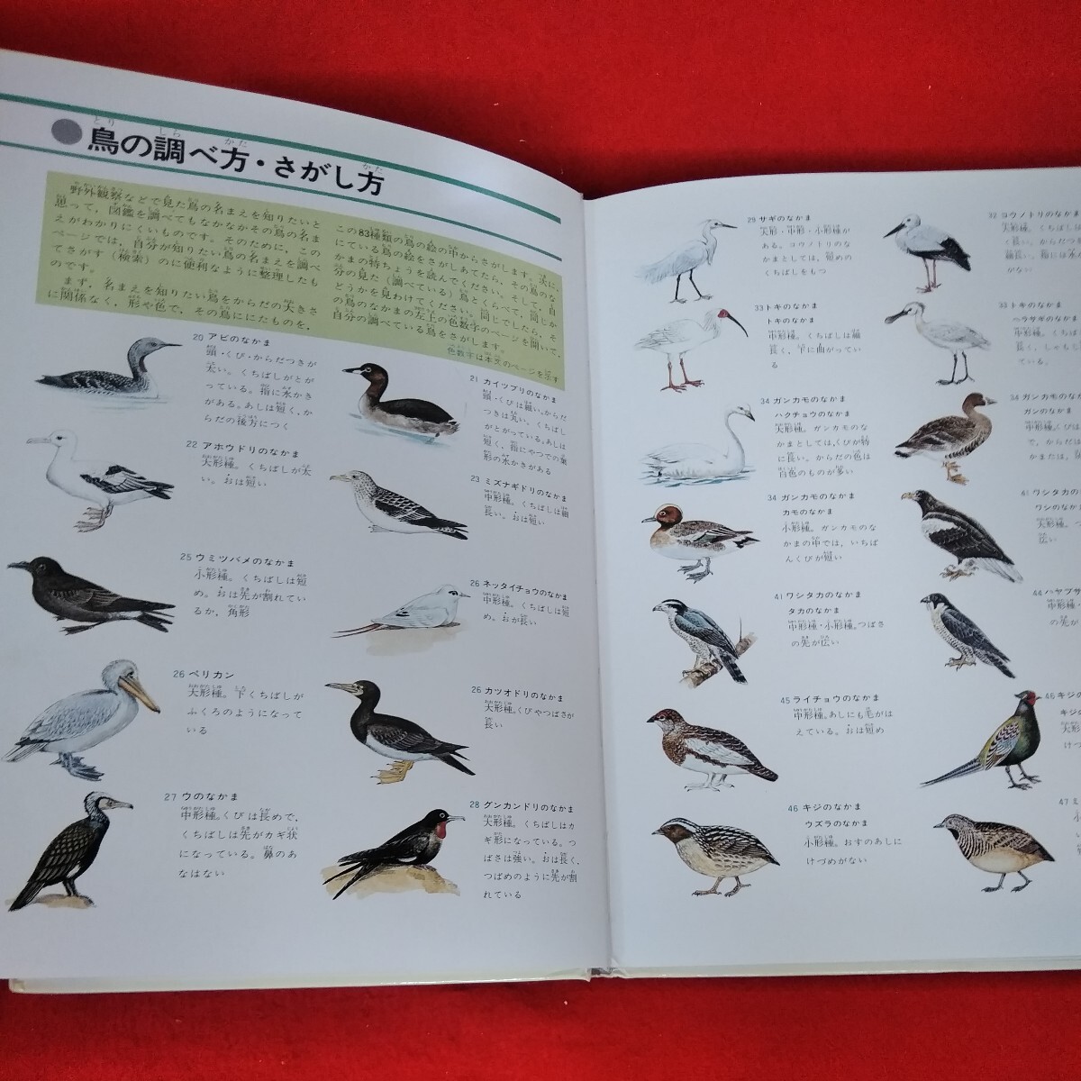 d-041旺文社学習図鑑　鳥　森岡弘之　シロハヤブサ　トラフズク　トウテンコウ　ツメナガセキレイ　キジ　セキセイインコ　アヒル※3 _画像2