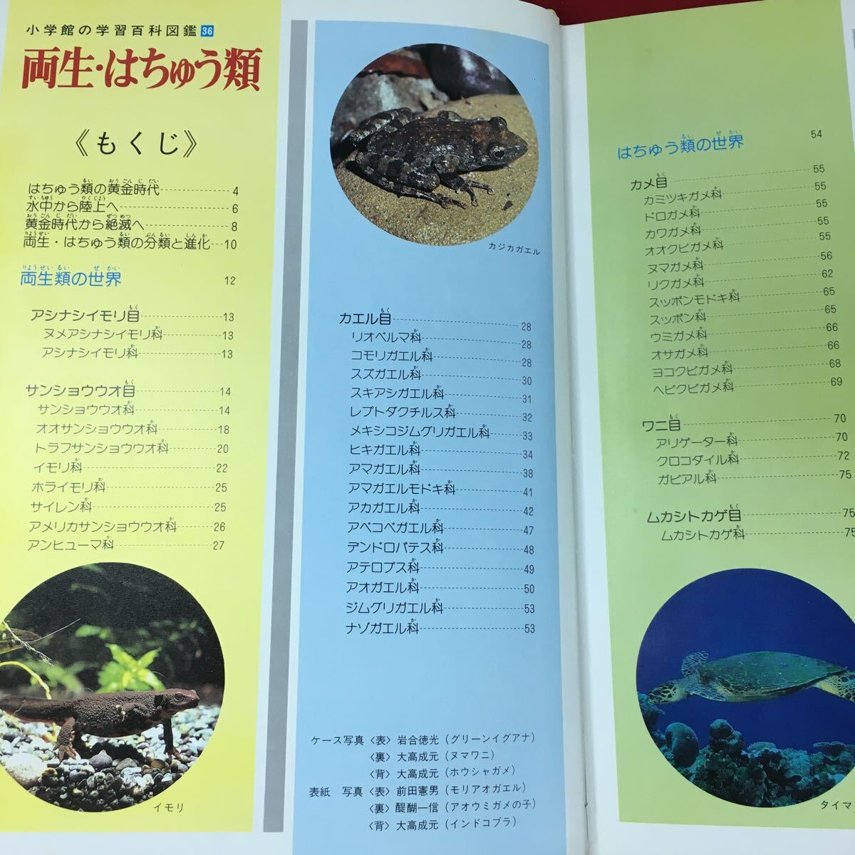 g-212※3 両生・はちゅう類 編者 相賀徹夫 小学館の学習百科図鑑 36 昭和57年4月30日 初版第1刷発行 小学館 図鑑 爬虫類 両生類 カエル_画像5