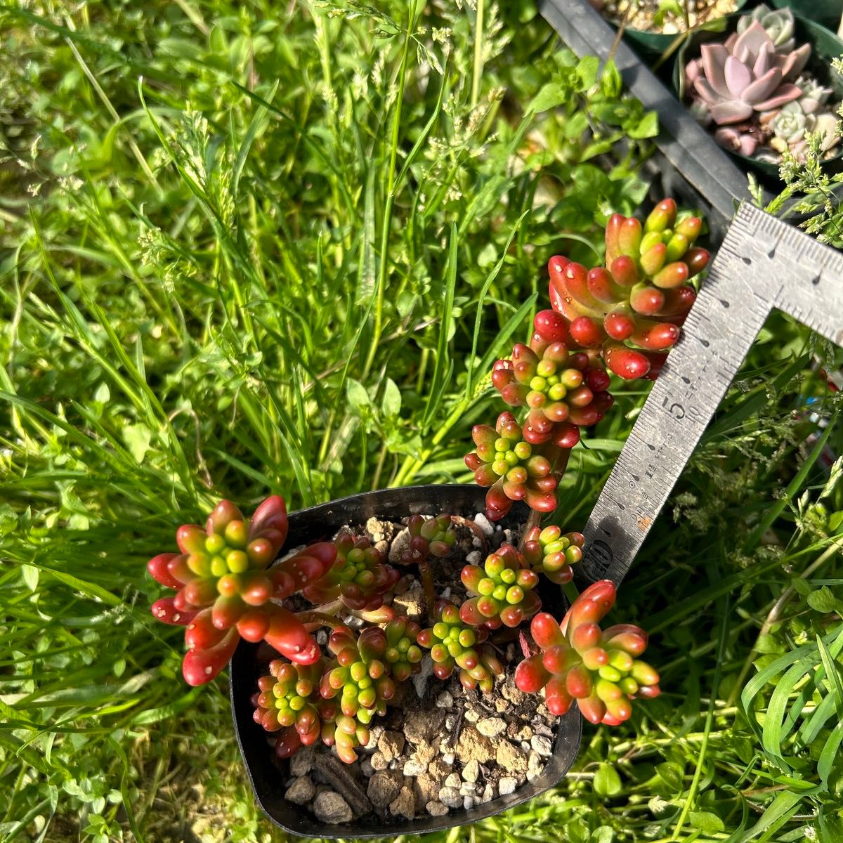 多肉植物 虹の玉　抜き苗