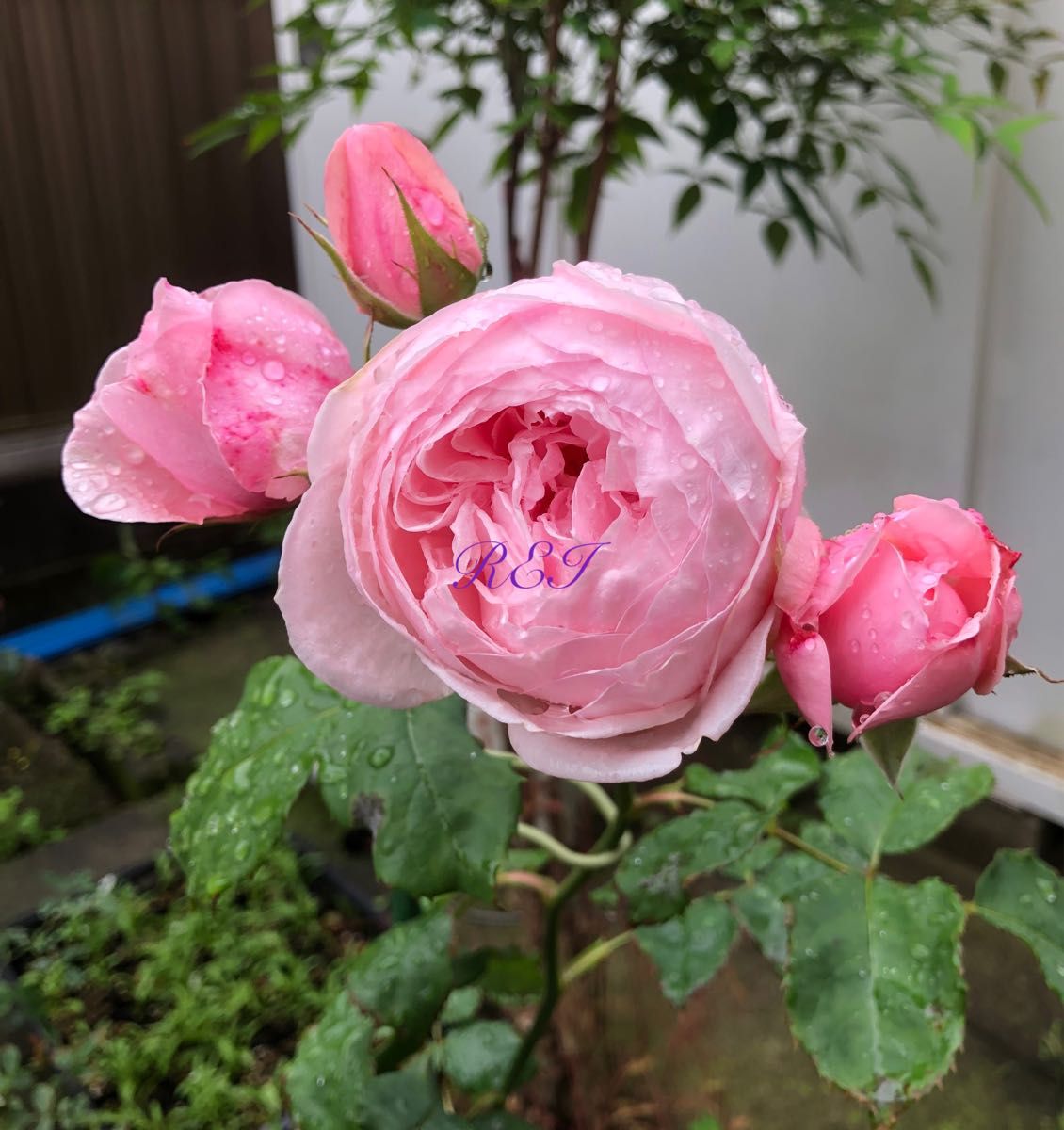 バラ苗 薔薇 挿し木苗|Yahoo!フリマ(旧PayPayフリマ) バラ苗 薔薇 挿し木苗|Yahoo!フリマ(旧PayPayフリマ)