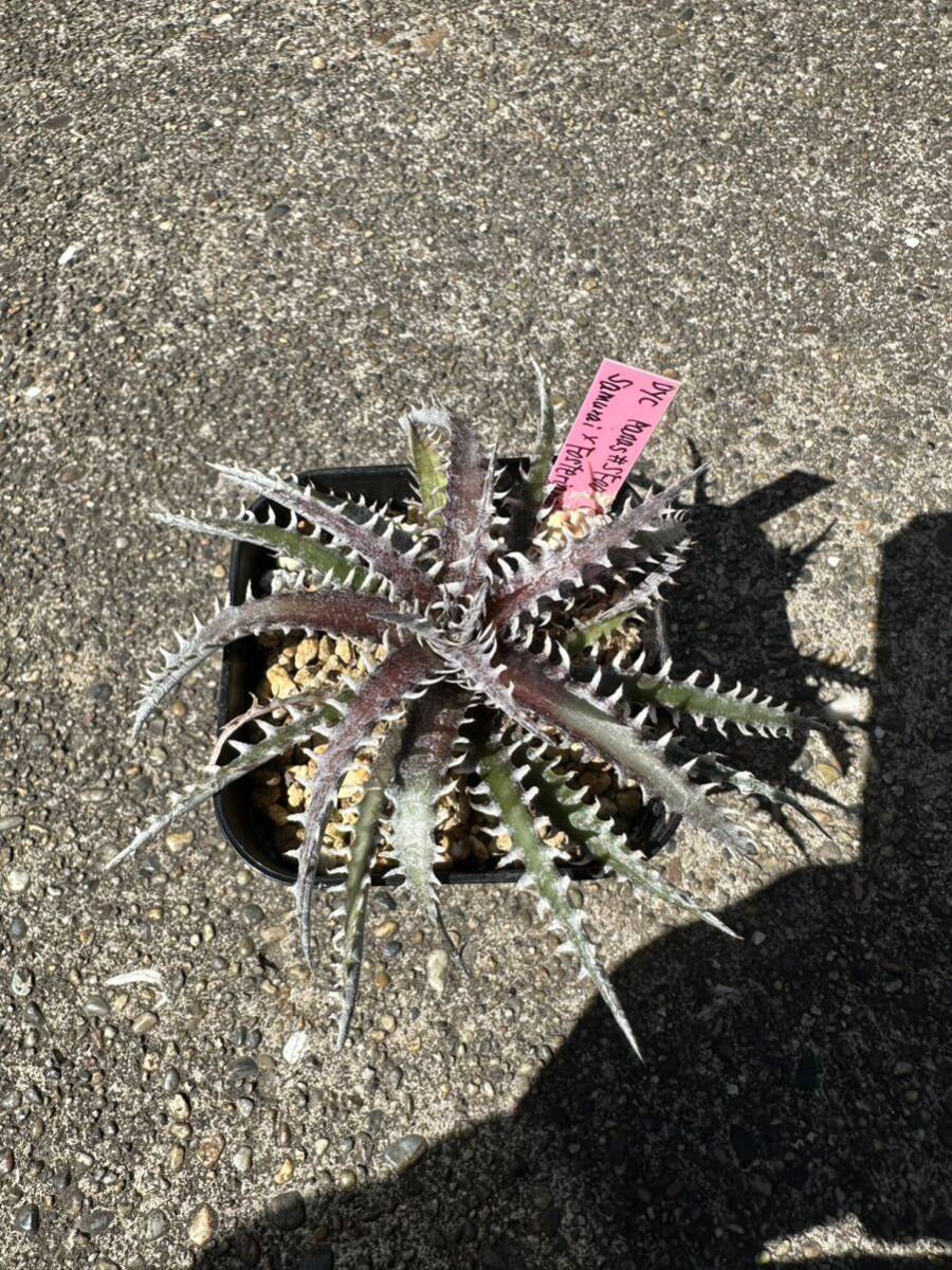 Dyckia 'Samurai x Fosteriana SS' ディッキアの画像2