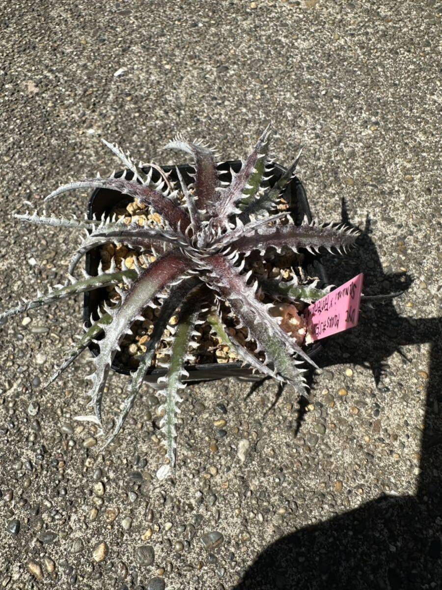 Dyckia 'Samurai x Fosteriana SS' ディッキアの画像3