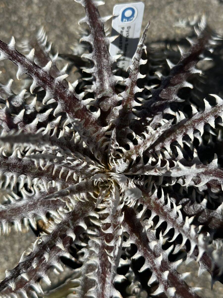 Dyckia 'Samurai x Fosteriana SS' ディッキアの画像7