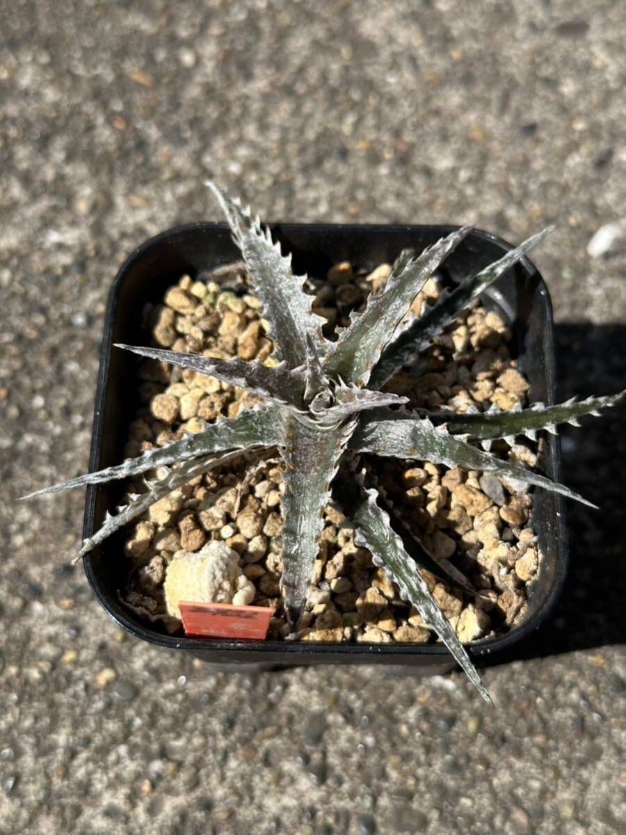 Dyckia 'Mekong delta' ディッキア_画像4