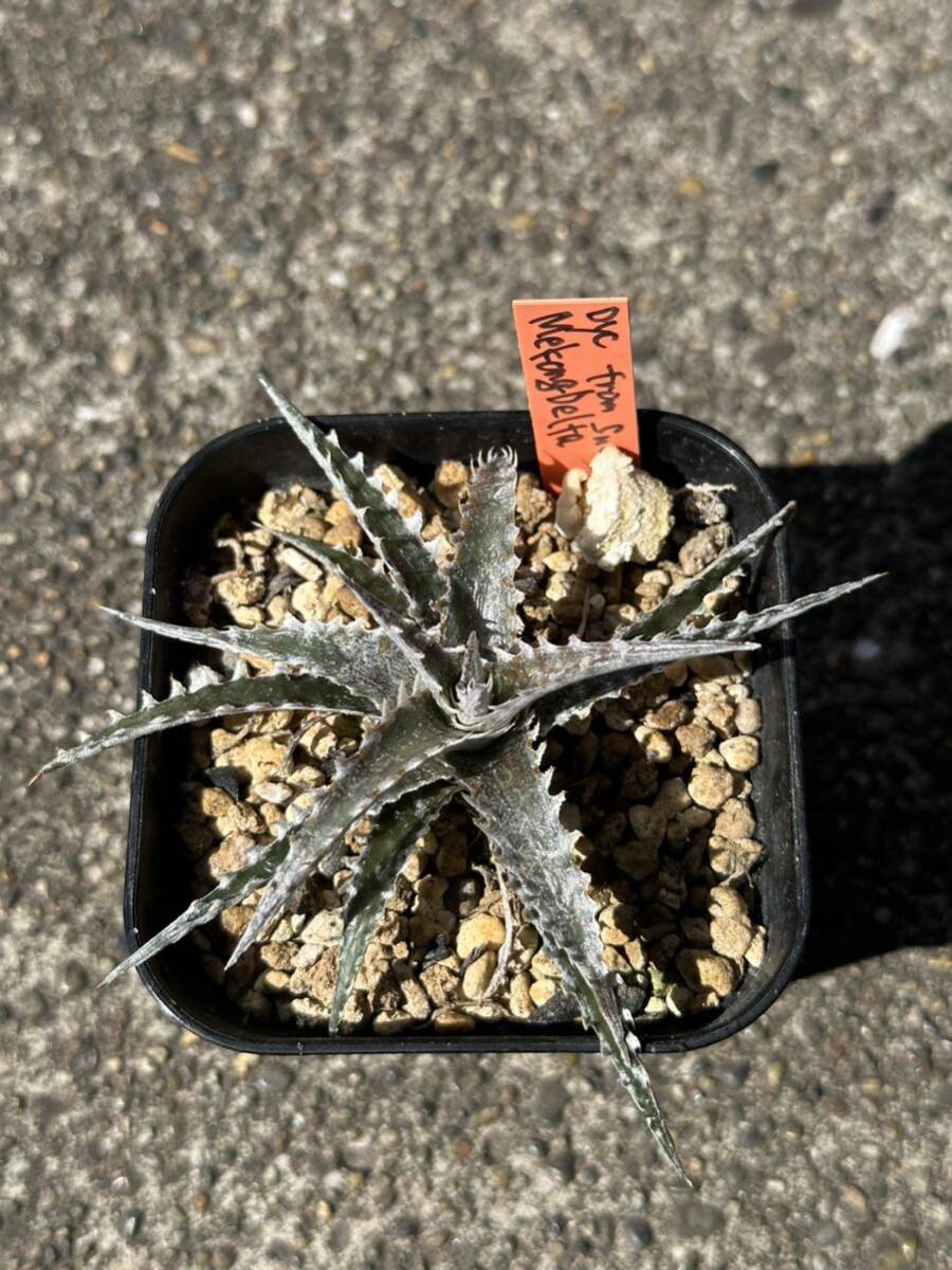 Dyckia 'Mekong delta' ディッキア_画像2