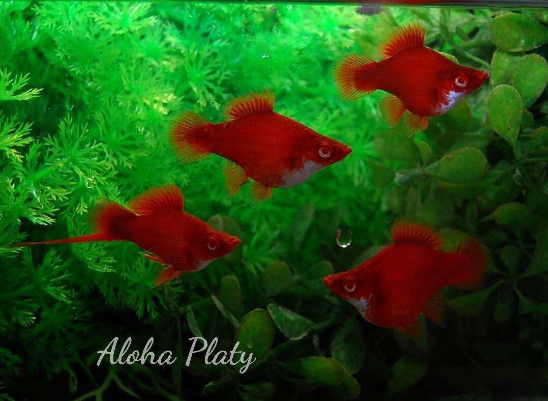 ★Aloha Platy★RRE.A ショートボティソード ♂1匹＋♀3匹の4匹セット★_画像1