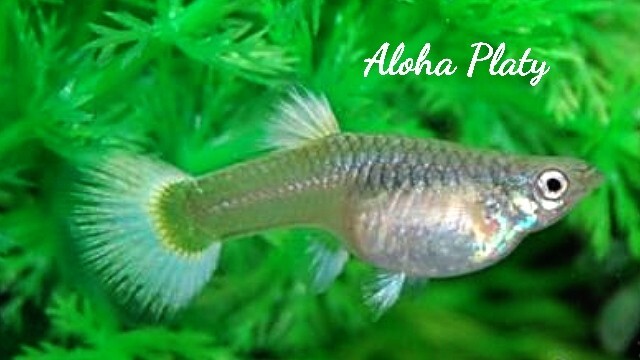 ★サンセットドイツ ガルウィング リボン 1カルテット(ノーマルペア＋リボンペア)★Aloha Platy★_画像9