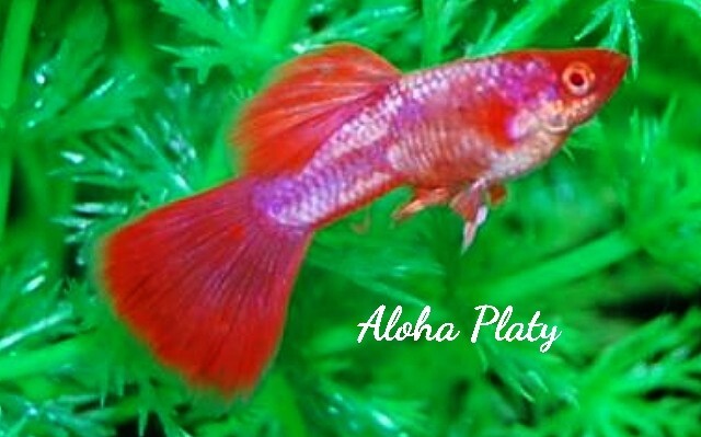 ★RRE.A マゼンタ レッドテール 2ペアセット★Aloha Platy★_画像9