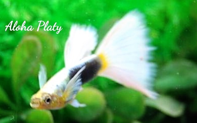 ★サンセットドイツ ガルウィング リボン 1カルテット(ノーマルペア＋リボンペア)★Aloha Platy★_画像4