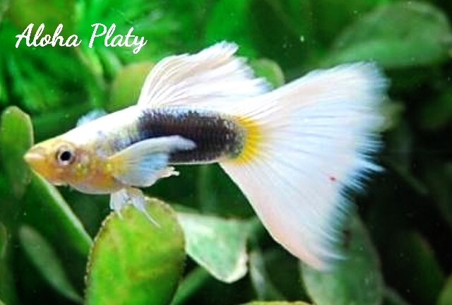 ★サンセットドイツ ガルウィング リボン 1カルテット(ノーマルペア＋リボンペア)★Aloha Platy★_画像5