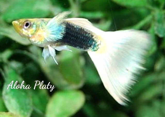 ★サンセットドイツ ガルウィング リボン 1カルテット(ノーマルペア＋リボンペア)★Aloha Platy★_画像7