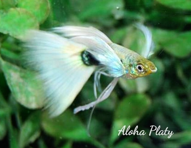 ★サンセットドイツ ガルウィング リボン 1カルテット(ノーマルペア＋リボンペア)★Aloha Platy★_画像1