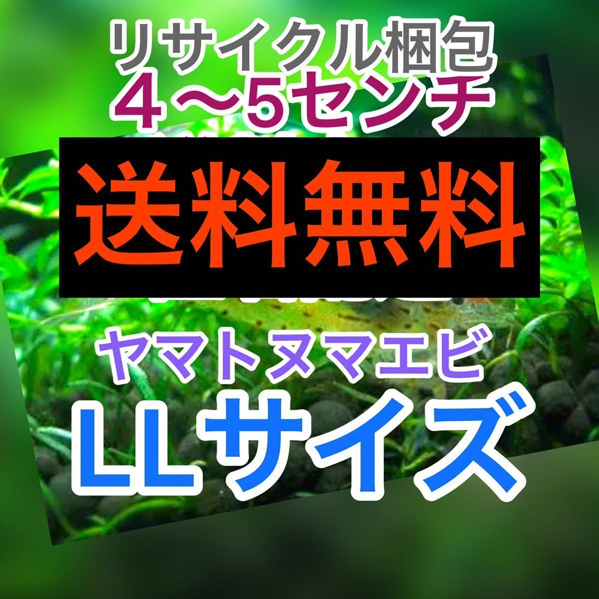 ヤマトヌマエビ　30(25＋5匹死着保証)＋αオマケ苔取り 水槽 ラージ　釣り餌　セール　LL 大　送料無料　高知産　リサイクル梱包_画像1