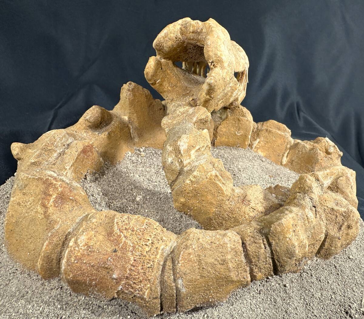*mosasaurus. body * last 1 piece prompt decision * fossil moroko dinosaur / same fossil is again hand . don`t enter /tilanosauruss Pinot saurus liking ./834