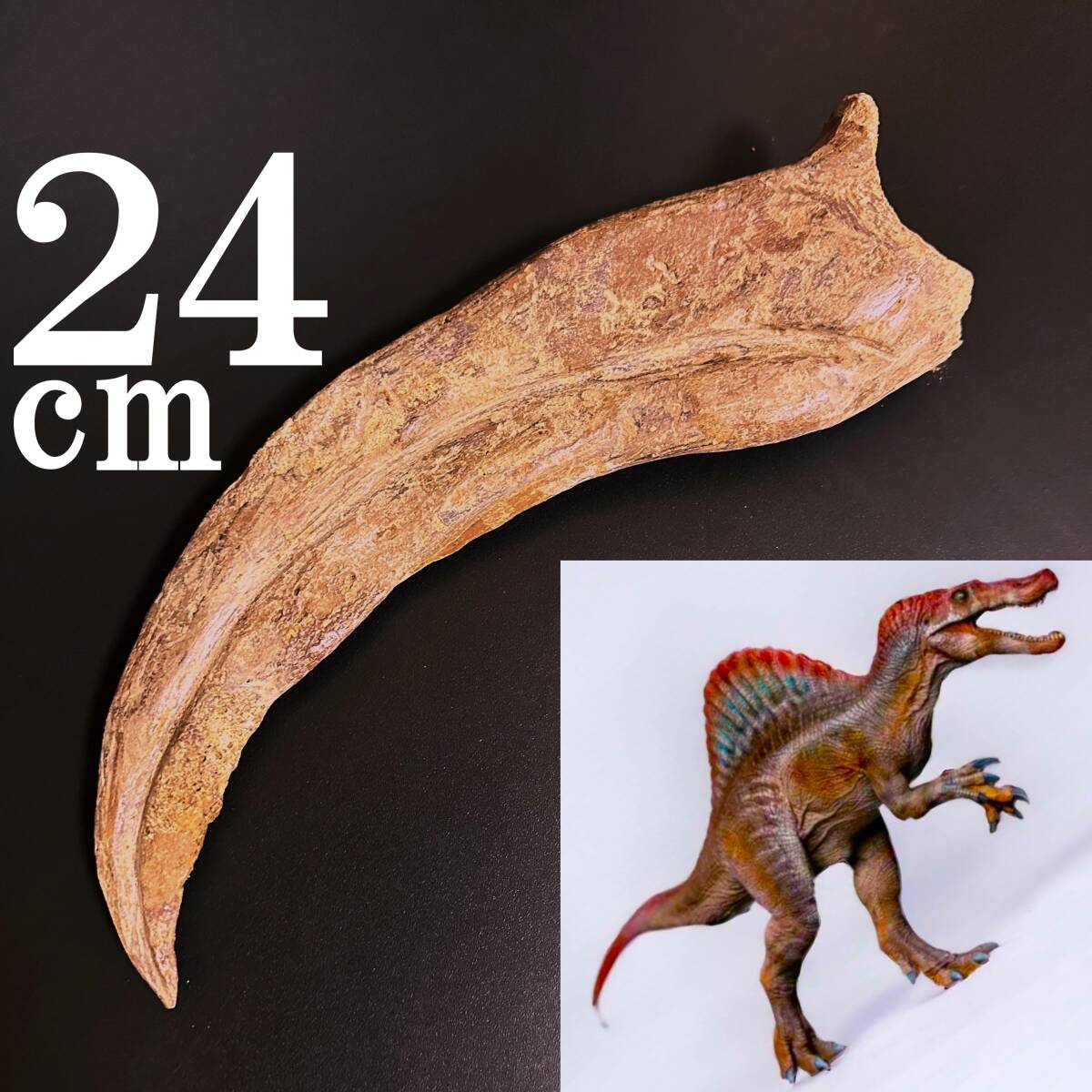 週末 限定価格◆カーブ計測24cm 10年に一度！◆スピノサウルス ハンドクロウ★かぎ爪★モロッコ 化石 恐竜★国内市場 最大級の大きさ★932の画像1