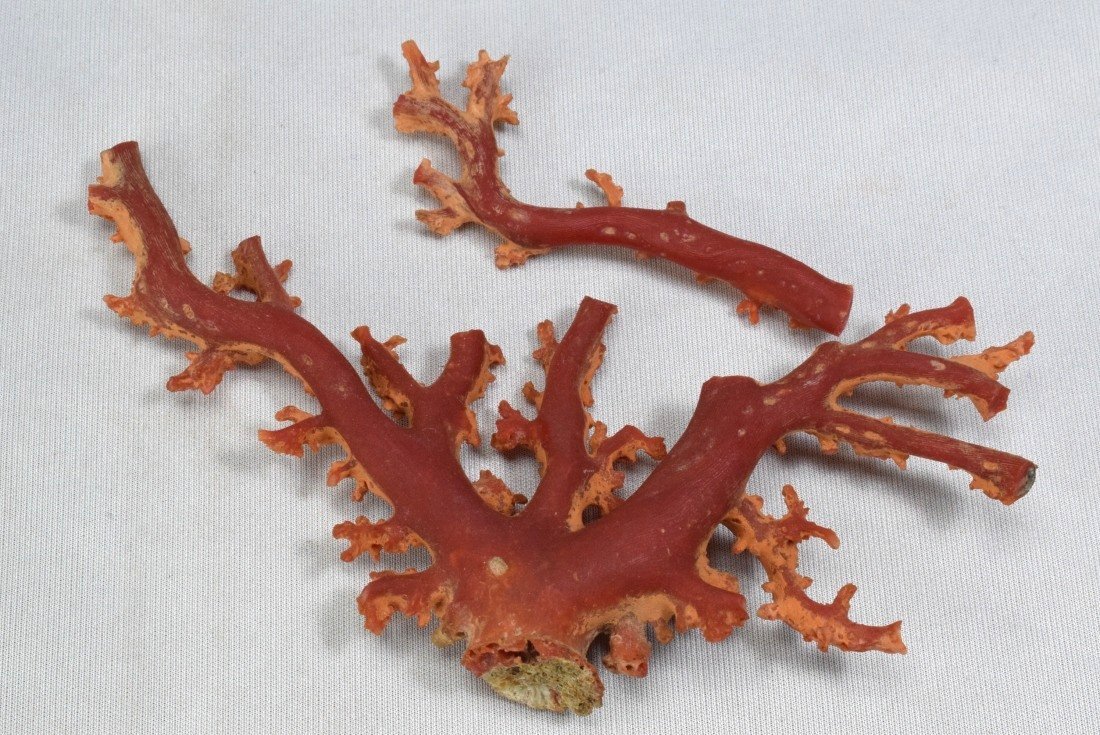 血赤本珊瑚 ４９ｇ 根元最大太さ約３.４ｃｍ 原木 サンゴ コーラル ルース