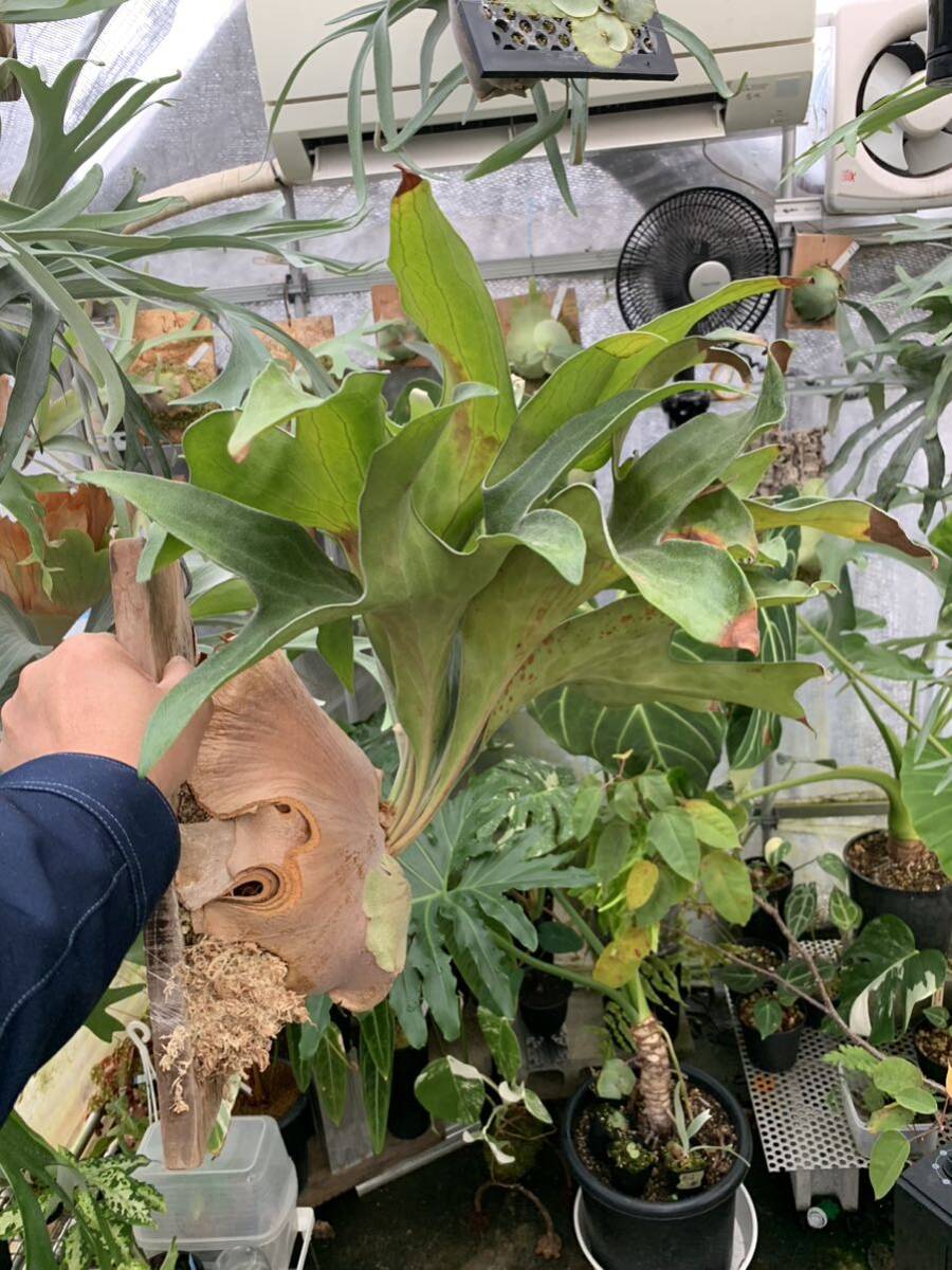  staghorn fern Platycerium hi Lee Dragon 