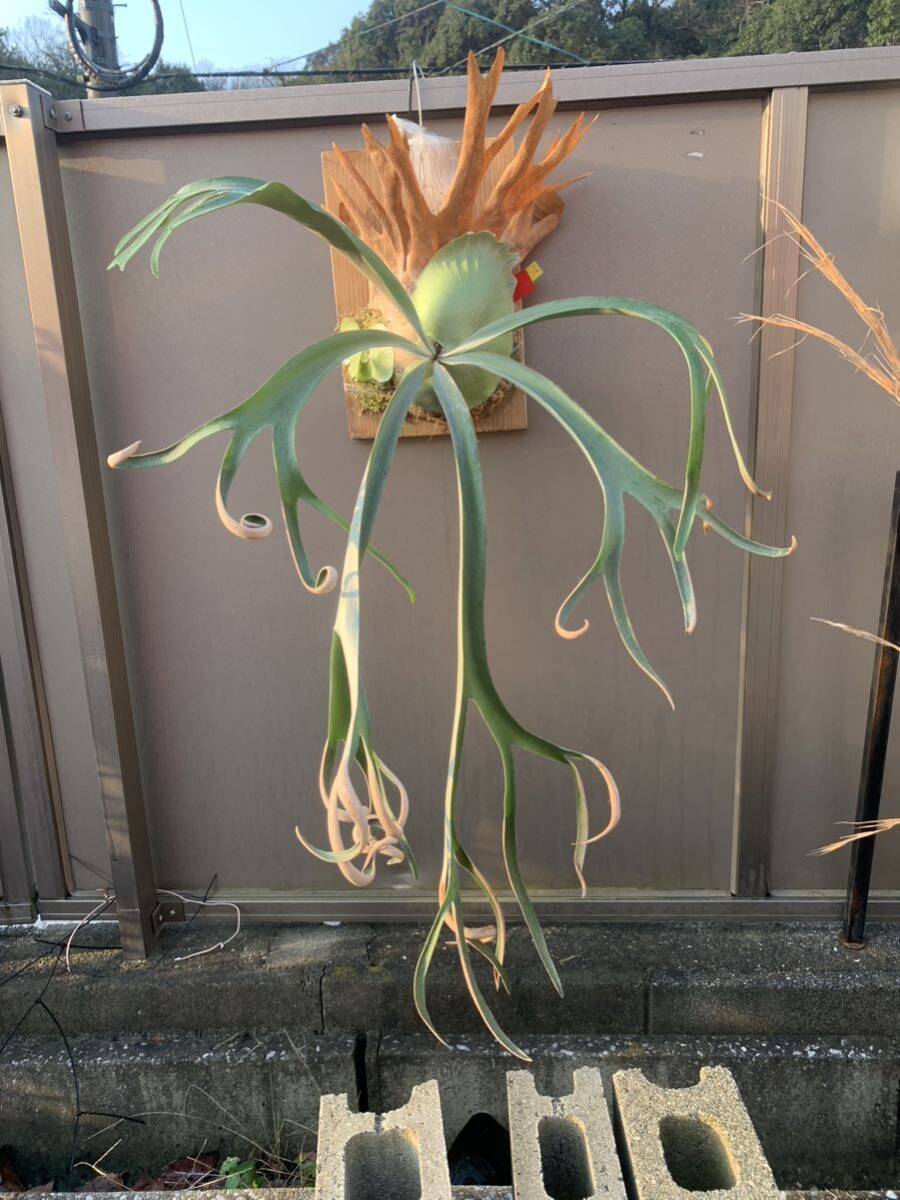  staghorn fern Platycerium wi Lynn key 7-9