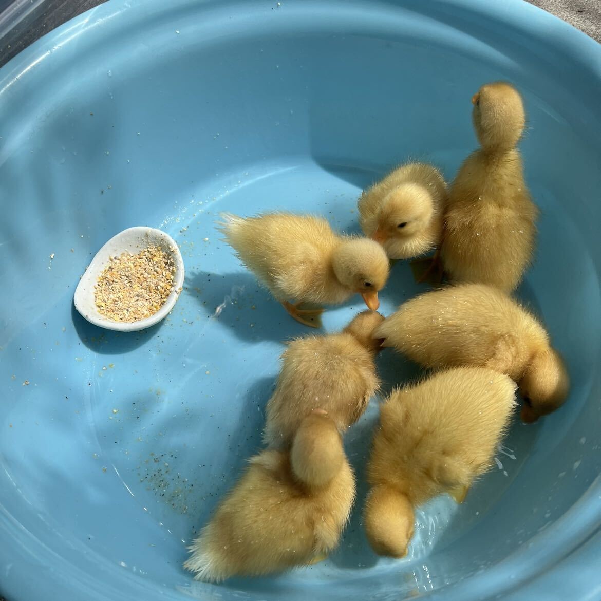 産みたて 純白コールダック 食用有精卵 のびのび平飼い 異血 3個_画像6