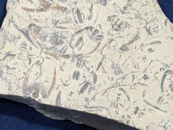 海洋生物？三葉虫？ 化石 2片 1点約18センチの画像4